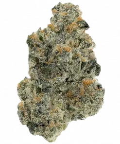 10th Planet R1, sert aroması ve yüksek THC içeriğiyle bilinen dengeli bir hibrit türdür. Stres ve uykusuzluğa iyi gelir. Etkilerini keşfetmek için tıklayın!