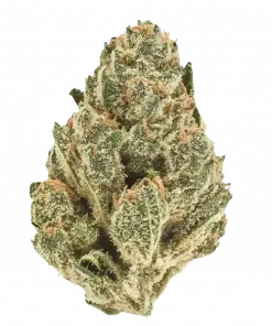 24k Gold, baskın portakal aroması ve yüksek THC içeriğiyle bilinen Indica dominant bir türdür. Benzersiz genetik yapısını ve potansiyel faydalarını keşfedin.