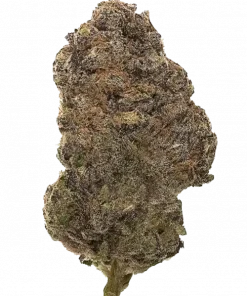 33 Sherbanger, yakıtımsı ve tatlı aromasıyla öne çıkan dengeli bir hibrit türdür. Yaratıcı etkileri ve genetik yapısını keşfedin.