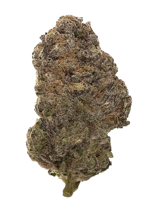 33 Sherbanger, yakıtımsı ve tatlı aromasıyla öne çıkan dengeli bir hibrit türdür. Yaratıcı etkileri ve genetik yapısını keşfedin.