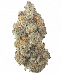 4 Locoz, tatlı tropikal aromaları ve 'e varan THC içeriğiyle öne çıkan dengeli bir türdür. Kısa sürede hasat için ideal. Tüm genetik özelliklerini keşfedin.