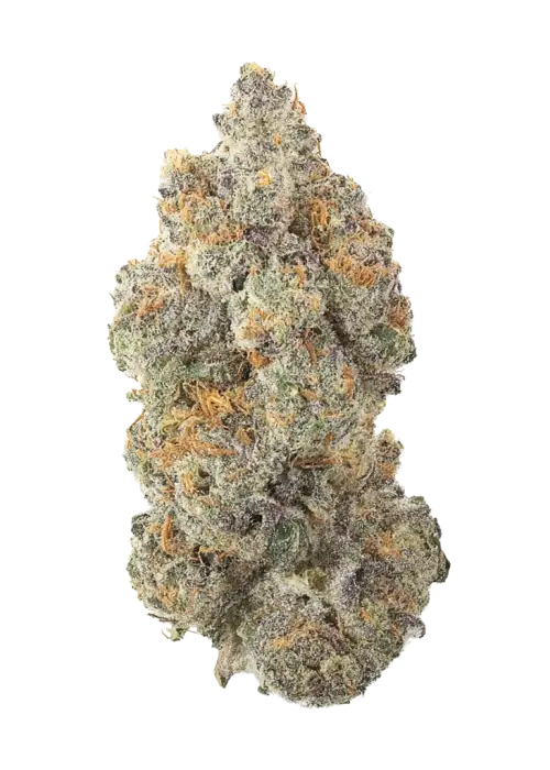 4 Locoz, tatlı tropikal aromaları ve 'e varan THC içeriğiyle öne çıkan dengeli bir türdür. Kısa sürede hasat için ideal. Tüm genetik özelliklerini keşfedin.