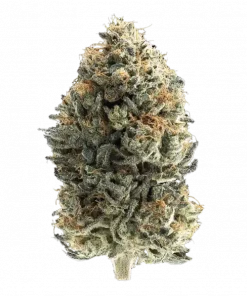 4 Prophets fındık aromalı ve yüksek THC'li Indica baskın türdür. Uyku sorunları için ideal. Genetik yapısını keşfedin ve detaylıca görüntüleyin.