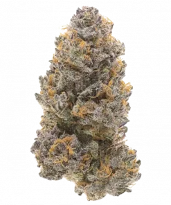 41 Palms, tatlı meyve aromaları ve rahatlatıcı etkisiyle öne çıkan Indica baskın bir türdür. Jamaican Pearl genetiğiyle eşsiz deneyimi keşfedin.