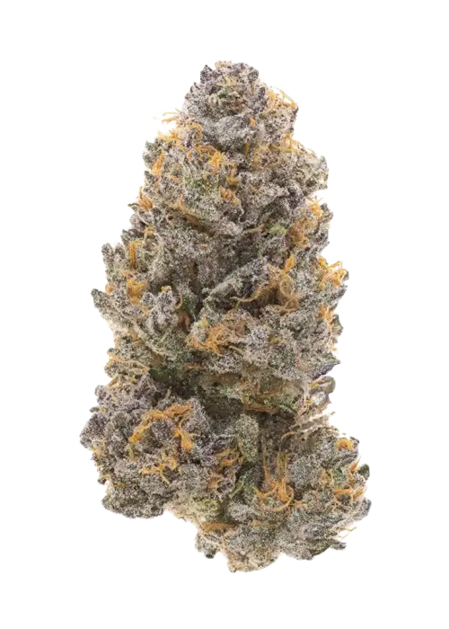 41 Palms, tatlı meyve aromaları ve rahatlatıcı etkisiyle öne çıkan Indica baskın bir türdür. Jamaican Pearl genetiğiyle eşsiz deneyimi keşfedin.