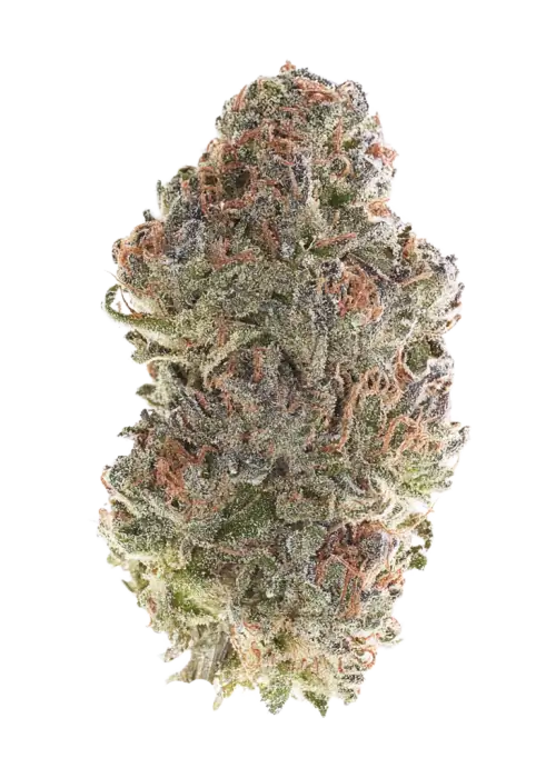 420 Punch, tatlı meyve aromaları ve rahatlatıcı etkisiyle öne çıkan Indica baskın bir hibrit türdür. Depresyon ve stresi azaltmaya yardımcı olabilir. Keşfedin.