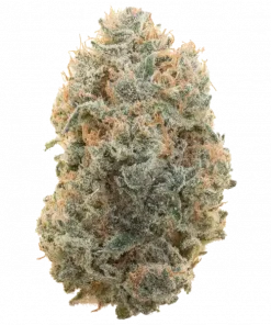 432HZ, tatlı muz aroması ve yüksek enerji veren yapısıyla öne çıkan Sativa baskın bir türdür. Yaratıcılığı artıran bu özel türü keşfedin.