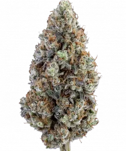 505 Headbanger, sert yakıtımsı aroması ve yüksek THC içeriğiyle bilinen Sativa baskın bir türdür. Canlandırıcı etkilerini ve genetik yapısını keşfedin.