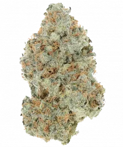 517 Headband, yakıtımsı aroması ve yüksek THC içeriğiyle bilinen dengeli bir hibrit türdür. Etkilerini ve genetik yapısını keşfetmek için hemen görüntüleyin.