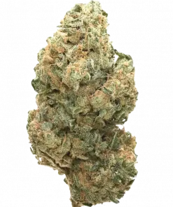 95 Banger, sert benzin kokusu ve dengeli etkileriyle öne çıkan bir hibrit türdür. Yüksek THC içeriğiyle dikkat çeken bu türün genetik yapısını keşfedin.