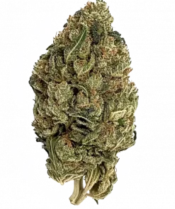 97 Super Sour, sert dizel aroması ve yüksek THC içeriğiyle bilinen Sativa baskın bir türdür. Yaratıcılığı artıran etkilerini keşfedin ve hemen görüntüleyin.