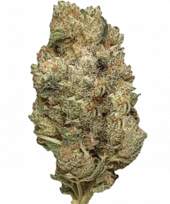 ACDC, yüksek CBD içeriği ve odunsu-limon aromasıyla öne çıkan bir hibrit türdür. Anksiyete ve ağrı giderme potansiyelini keşfedin. Şimdi görüntüleyin.