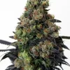 Acid Dough Feminized Esrar Tohumu (Ripper Seeds)