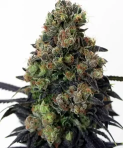 Acid Dough Feminized Esrar Tohumu (Ripper Seeds)