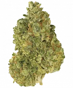 Afghan Hawaiian, tropikal meyve aromaları ve dengeli etkisiyle öne çıkan Indica baskın bir türdür. Yaratıcılığı artırırken rahatlatan bu hibriti keşfedin.