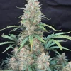 Afghan Kush Auto Fem Esrar Tohumu (Fast Buds)