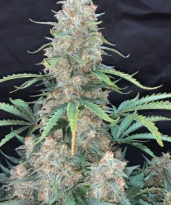 Afghan Kush Auto Fem Esrar Tohumu (Fast Buds)