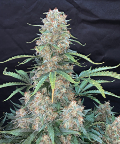 Afghan Kush Auto Fem Esrar Tohumu (Fast Buds)