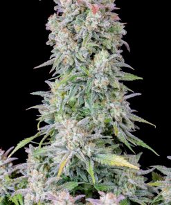 Afghan Kush Auto Fem Esrar Tohumu (Fast Buds)