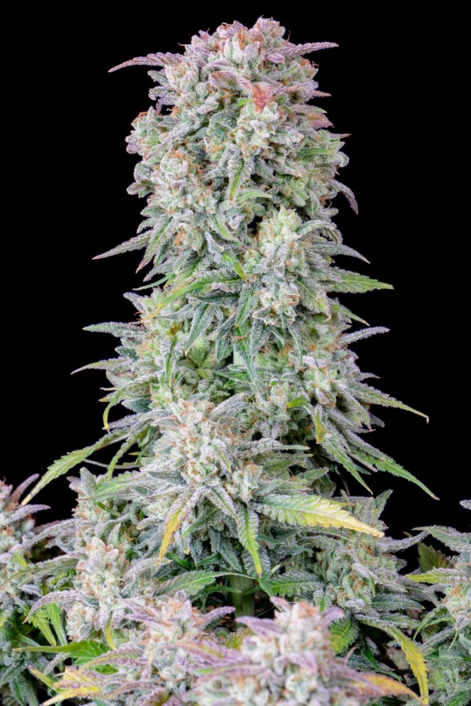 Afghan Kush