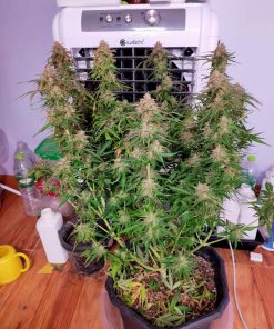 Afghan Kush Auto Fem Esrar Tohumu (Fast Buds)