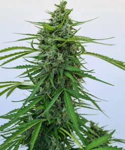 Afghan Kush Auto Fem Esrar Tohumu (Fast Buds)