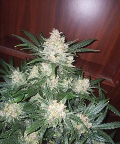 Afghan Kush Auto Fem Esrar Tohumu (Fast Buds)
