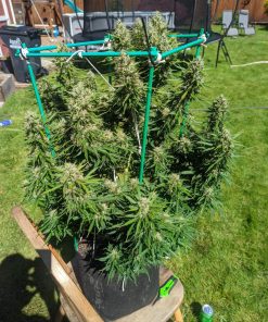 Afghan Kush Auto Fem Esrar Tohumu (Fast Buds)