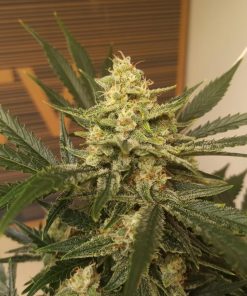 Afghan Kush Auto Fem Esrar Tohumu (Fast Buds)