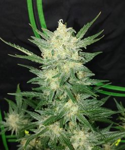 Afghan Kush Auto Fem Esrar Tohumu (Fast Buds)