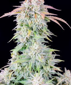 Afghan Kush Auto Fem Esrar Tohumu (Fast Buds)