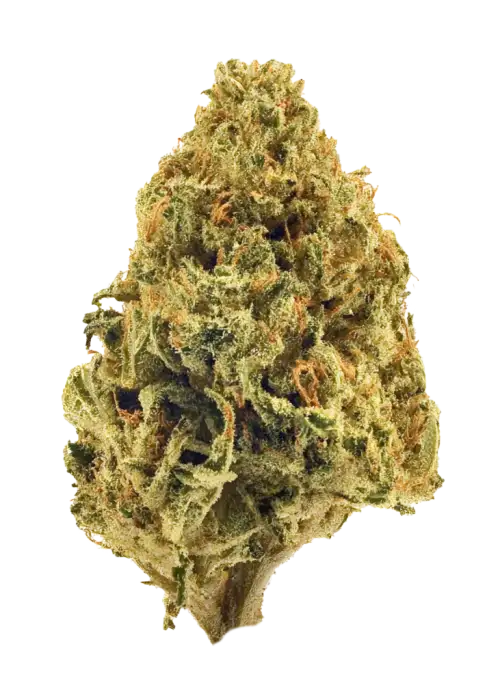 Afghanica, toprak ve haşiş aromalı, yüksek THC'li bir indica türüdür. Derin rahatlama ve uyku için ideal. Bu eşsiz türü keşfedin.