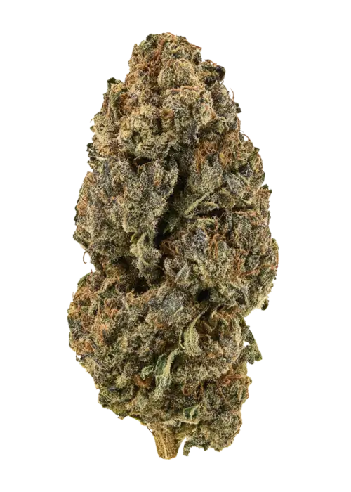 Afgoo, keskin aroması ve THC içeriğiyle bilinen Indica dominant bir türdür. Yaratıcılığı tetikleyen ve rahatlatan bu özel türü keşfedin.