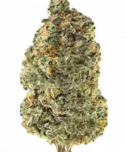 African Sativa türleri, odunsu aroması ve enerji verici etkisiyle bilinir. Depresyon ve yorgunluk için ideal. Nadir genetik yapısını keşfedin.