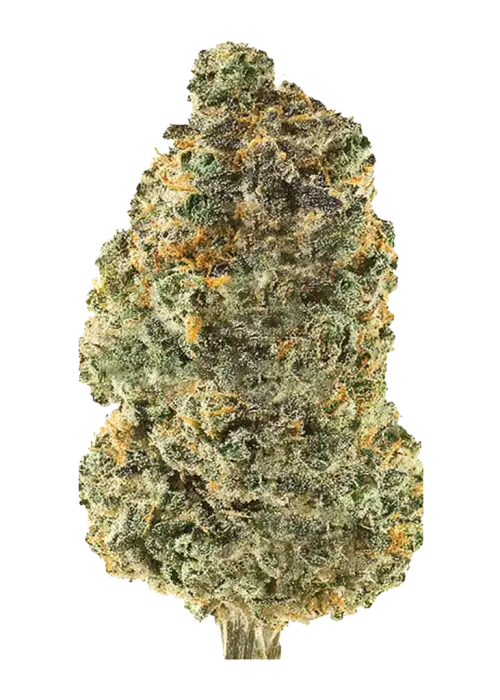 African Sativa türleri, odunsu aroması ve enerji verici etkisiyle bilinir. Depresyon ve yorgunluk için ideal. Nadir genetik yapısını keşfedin.