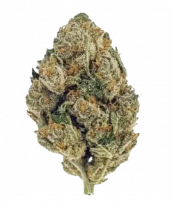 Afternoon Delight, yakıtımsı ve elma aromalarıyla öne çıkan sativa baskın bir türdür. Yüksek verim ve benzersiz genetik yapısını keşfedin.