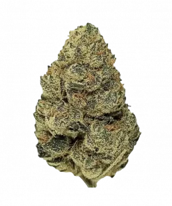 AJ Sour Diesel, yakıtımsı aroması ve yüksek THC içeriğiyle bilinen Sativa baskın bir türdür. Stres ve ağrı tedavisinde etkilidir. Özelliklerini keşfedin.