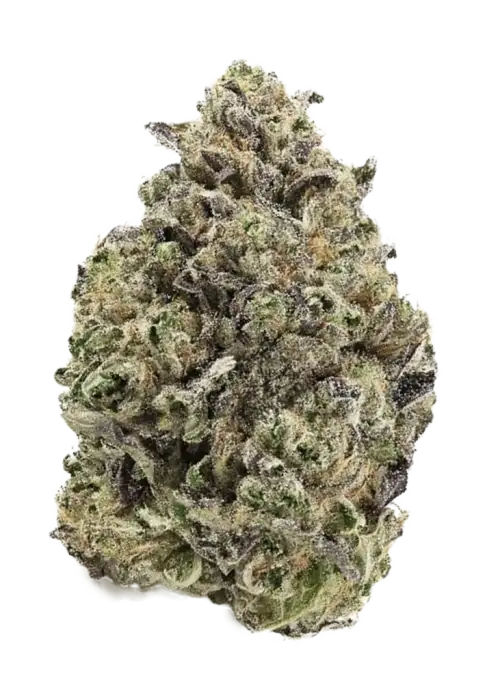 AK-420, tatlı ve çam aromalarıyla öne çıkan sativa baskın bir türdür. Yaratıcı etkileri ve kolay yetiştirme özellikleriyle keşfedin.