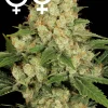 AK 47 Feminized Esrar Tohumu (Serious Seeds)