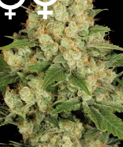 AK 47 Feminized Esrar Tohumu (Serious Seeds)