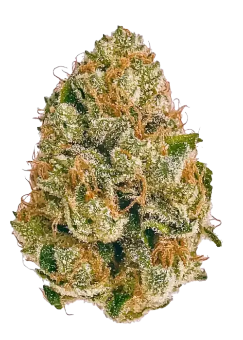 AK-47, tatlı çiçek aroması ve dengeli THC içeriğiyle bilinen ödüllü bir hibrit türdür. Bu efsanevi türün genetik yapısını ve etkilerini keşfedin.