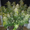 AK Auto Fem Esrar Tohumu (Fast Buds)