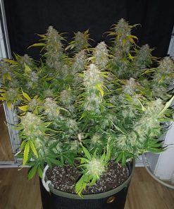 AK Auto Fem Esrar Tohumu (Fast Buds)