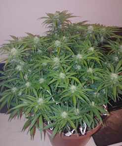AK Auto Fem Esrar Tohumu (Fast Buds)