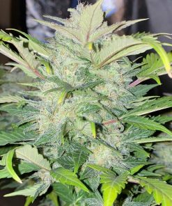 AK Auto Fem Esrar Tohumu (Fast Buds)