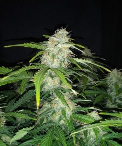 AK Auto Fem Esrar Tohumu (Fast Buds)