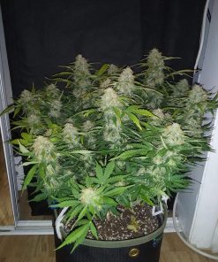 AK Auto Fem Esrar Tohumu (Fast Buds)