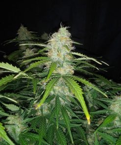 AK Auto Fem Esrar Tohumu (Fast Buds)