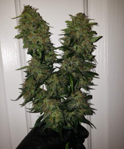 AK Auto Fem Esrar Tohumu (Fast Buds)