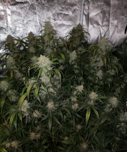 AK Auto Fem Esrar Tohumu (Fast Buds)